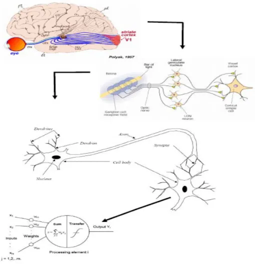 Gambar 2.4 Permodelan Neuron Biologis 