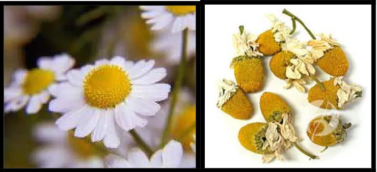 Gambar 4. Chamomile (http://hubpages.com/hub/Chamomile-Tea)(12 Januari  