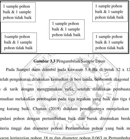 Gambar 3.3 Pengambilan Sample Daun 