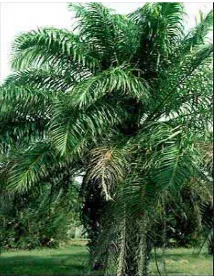 Gambar 1. Tanaman kelapa sawit (Elaeis guineensis) 