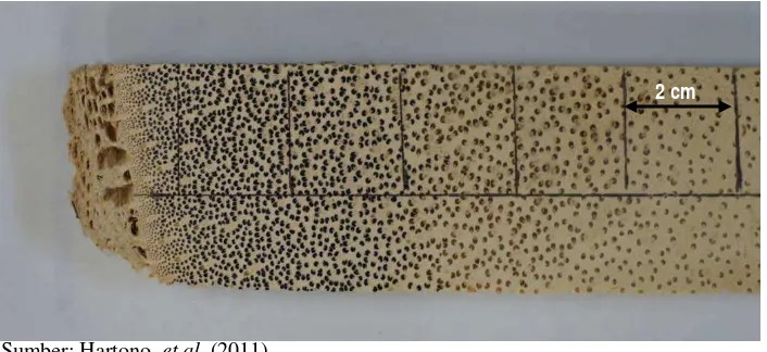 Gambar 8. Distribusi kerapatan vascular bundles pada batang kelapa sawit 
