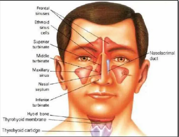 Gambar 2.1. Anatomi hidung dan sinus 6