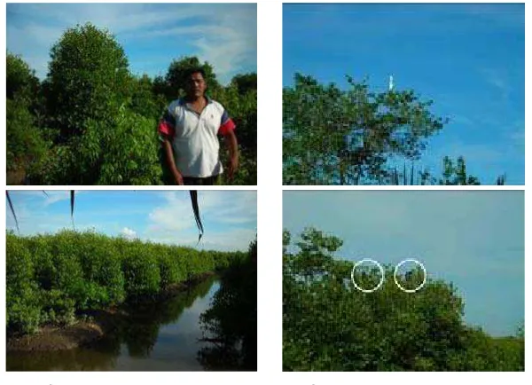 Gambar 4. Mangrove hasil rehabilitasi