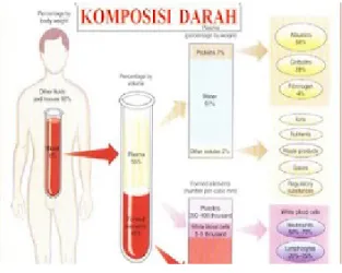 Gambar 2. Komposisi darah