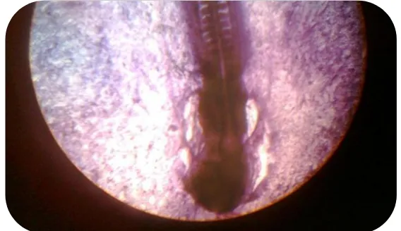 Gambar 2. Embrio Ayam Umur 24 Jam 