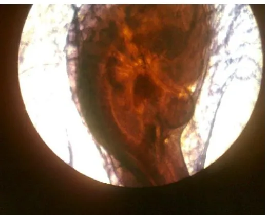 Gambar 5. Embrio Ayam Umur 72 Jam 