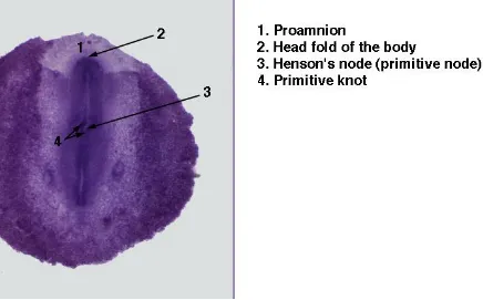 Gambar 1. Embrio Ayam Umur 18 Jam (Anonim, 2009). 