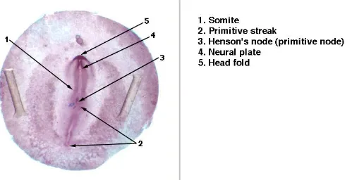 Gambar 2. Embrio Ayam Umur 20 Jam (Anonim, 2009). 