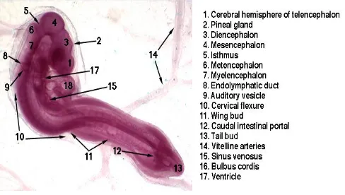 Gambar 5. Embrio Ayam Umur 48 Jam (Anonim, 2009). 