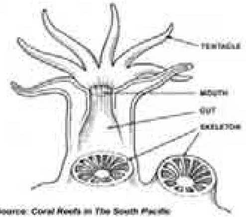 Gambar 1. Anatomi polip karang 