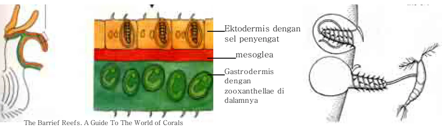 Gambar 2. Lapisan tubuh karang dengan sel penyengat dan zooxanthellae di dalamnya.   Tampak sel penyengat dalam kondisi tidak aktif dengan yang sedang aktif 