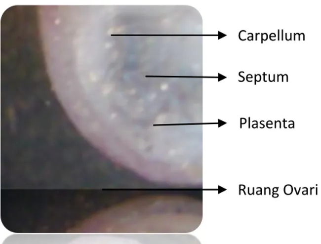 Gambar 2.7.  Gambar Ginesium Sinkarp pada Rhoeo discolor Septum Carpellum 