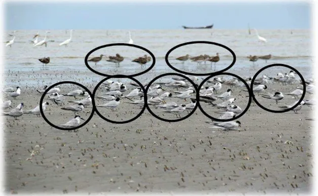 Gambar 7. Contoh Perhitungan Jumlah Burung dengan Metode Blok 