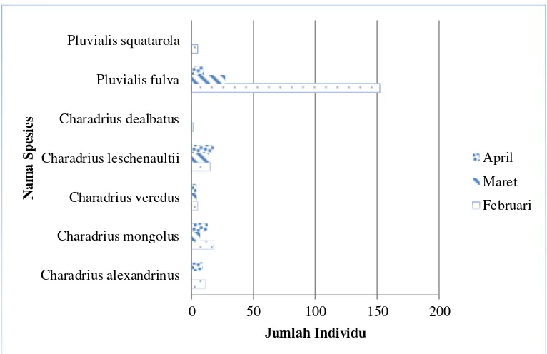 Gambar 9. Jumlah individu dari Famili Charadriidae 