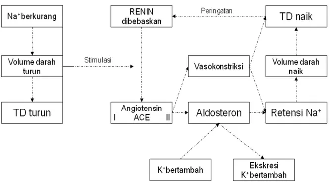 Diagram Sistem Renin-Angiotensin
