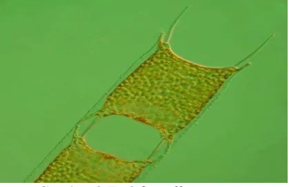 Gambar 2.7.  Odontella sinensis  (Drake, 2009 & nordicmicroalgae.org, 2014) 