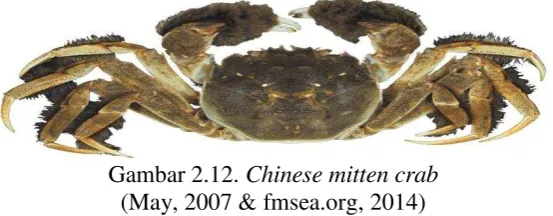 Gambar 2.12. Chinese mitten crab 