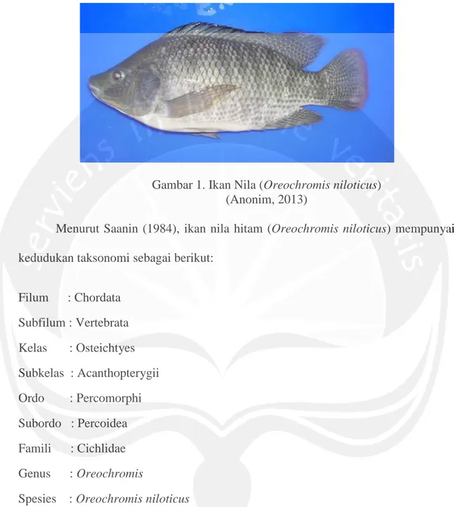 Gambar 1. Ikan Nila (Oreochromis niloticus)  (Anonim, 2013) 