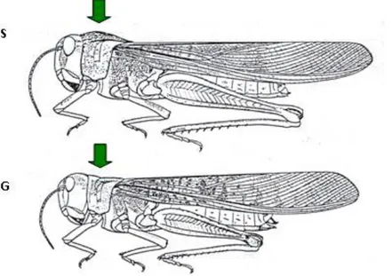 Gambar 1.  Pronotum belalang kembara pada fase: S. soliter; dan G. gregarius  (Kalshoven, 1981)