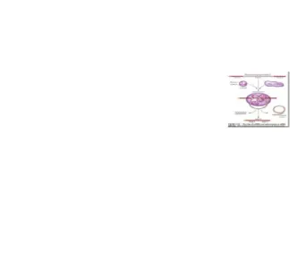 Gambar 8. Pemrosesan RNA 2.6 Translasi