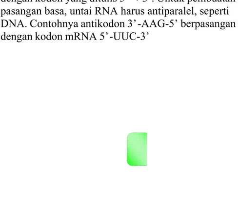 Gambar 9. Translasi : konsep dasar a. Struktur dan Fungsi tRNA