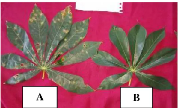 Gambar 3. Gejala penyakit bercak daun coklat di lapangan: Perbandingan tingkat  serangan penyakit skala 3 (A) dengan skala 0 (B) 