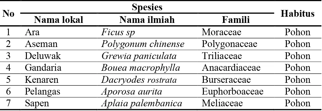 Tabel 4. Jenis tumbuhan pakan yang biji buahnya dipencarkan oleh siamang pada  bulan Agustus 2012 di Resort Way Kanan TNWK