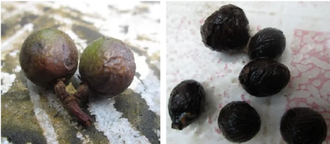 Gambar 6.  Bentuk buah deluak asli (kiri), biji buah deluak yang ditemukan dalam  kotoran  siamang  (kanan) pada bulan  Agustus  2012  di  Resort  Way  Kanan TNWK.