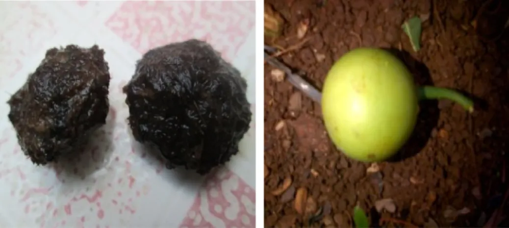 Gambar 7.  Bentuk buah gandaria asli (kanan), biji buah gandaria yang ditemukan  dalam kotoran siamang (kiri) pada bulan Agustus 2012 di Resort Way  Kanan TNWK.