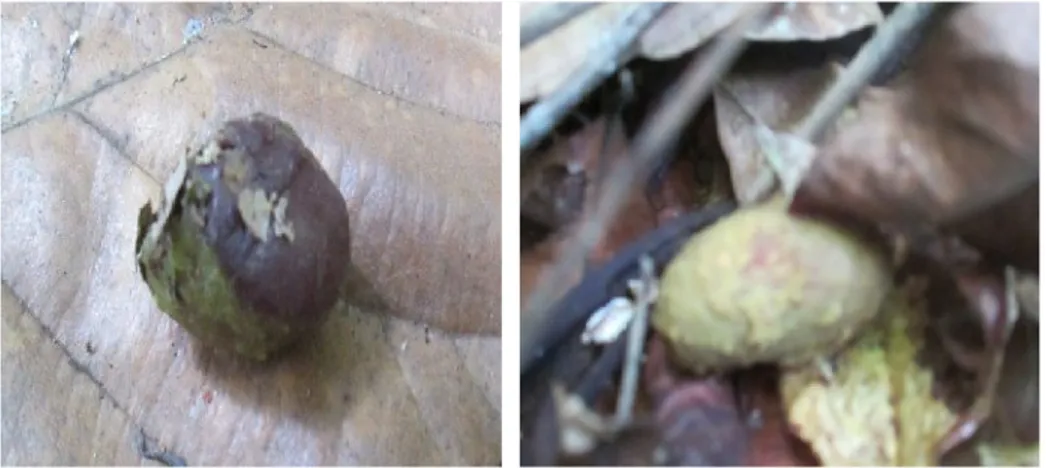 Gambar 11. Buah  kenaren  yang jatuh  setelah  dimakan  siamang  (kiri),  biji  buah  kenaren yang ditemukan dalam kotoran siamang (kanan) pada bulan  Agustus 2012 di Resort Way Kanan TNWK.