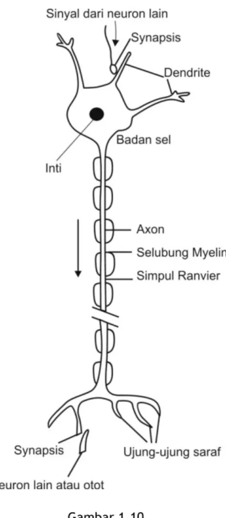 Gambar 1.10.   Skema sebuah neuron 