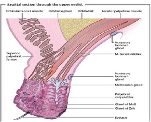 Gambar 1. Anatomi Palpebra