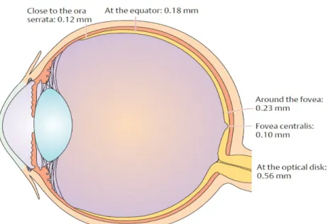 Gambar 1. Anatomi retina