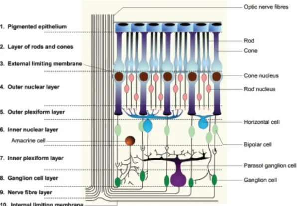 Gambar 3. Lapisan retina