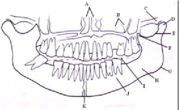 Gambar : Struktur anatomi radiografi panoramik (Bontrager, 2001)