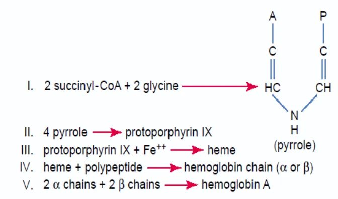 Gambar 2.4 Pembentukan Hemoglobin 