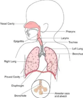 Gambar 1. Anatomi Saluran Pernapasan 