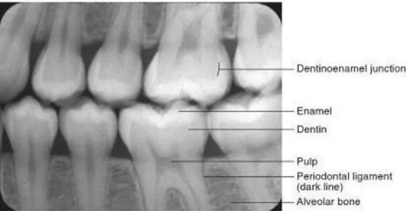 Gambar 1. Pembagian komponen-komponen yang menyusun gigi. 
