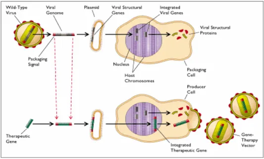 Gambar 2.  Strategi vektor viral dalam terapi gen. Virus akan kehilangan beberapa gen strukturalnya (sekuen atas) sehingga  dapat dikemas dalam sel yang dapat mensintesa protein virus