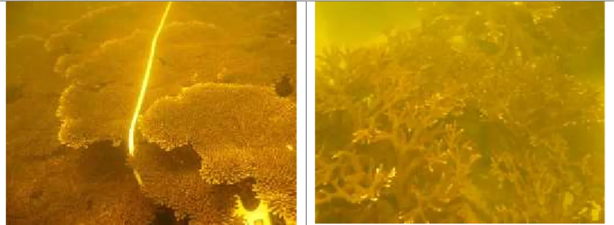 Gambar 2.7. Paparan terumbu karang di sekitar terumbu buatan yang mampu bertahan dari peristiwa el nino 2015