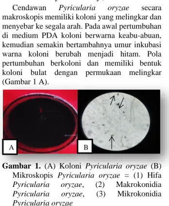 Gambar  1.  (A)  Koloni  Pyricularia  oryzae  (B)  Mikroskopis  Pyricularia  oryzae  =  (1)  Hifa  Pyricularia  oryzae,  (2)  Makrokonidia  Pyricularia  oryzae,  (3)  Mikrokonidia  Pyricularia oryzae 