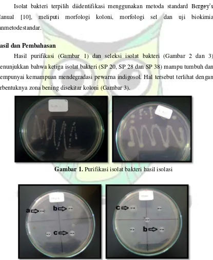 Gambar 1. Purifikasi isolat bakteri hasil isolasi 