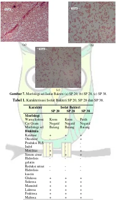 Gambar 7. Morfologi sel Isolat Bakteri (a) SP 20, (b) SP 28, (c) SP 38. 