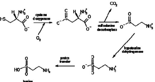 Gambar 6. Biosintesis taurin dalam hati 