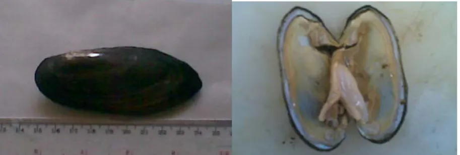 Gambar 9. Kijing lokal (Pilsbryoconcha exilis) dari Situ Gede, Bogor  Berdasarkan hasil pengukuran, diperoleh data mengenai ukuran dan bobot  kijing lokal (Pilsbryoconcha exilis) yang terdiri dari beberapa parameter yaitu  panjang, lebar, tinggi dan berat 