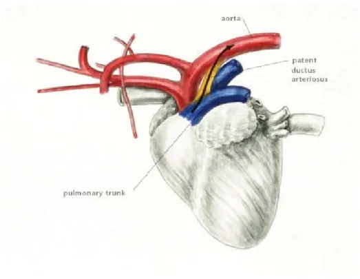 Ilustrasi oleh Dr. Gheorghe Constantinescu  (Kahn dan Line, 2008) 