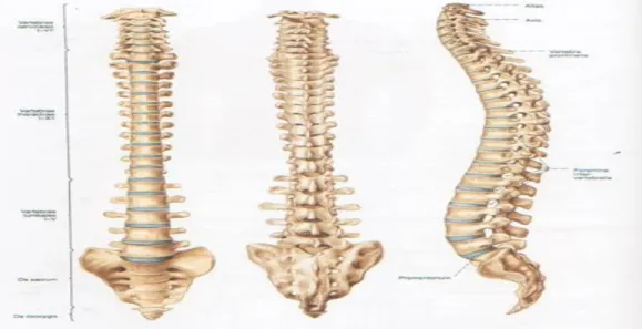 Gambar 1. Anatomi tulang vertebre anterior, posterior, dan lateral. 