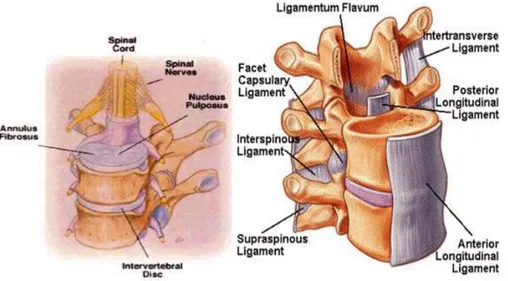 Gambar 3. Ligamen-ligamen yang terdapat pada vertebre 