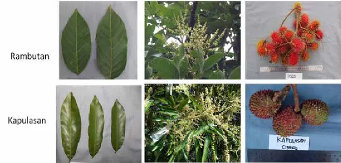 Gambar 2. Keragaan daun, bunga dan buah rambutan dan kapulasan (Leaf varians, flower, and rambutan 