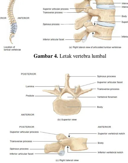 Gambar 5. Bagian vertebra lumbal 